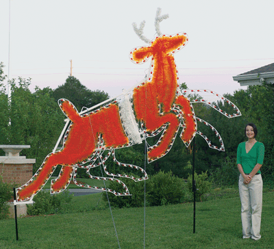 Daytime view, life sized, Christmas holiday outdoor motif, commercial grade, lead reindeer, Rudolph, C7 LED bulbs, aluminum frame, Santa&